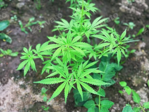 Preview: Closeup of cannabis plant