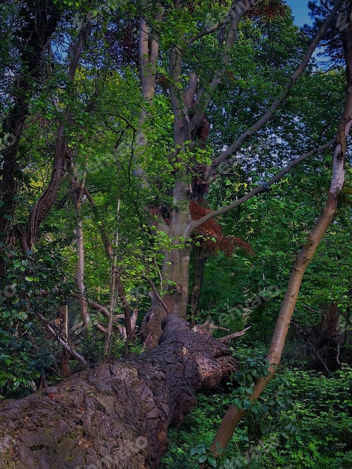 Preview: a large tree that has been fallen down in the forest