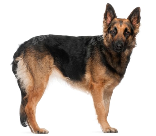 Preview: German Shepherd Dog, 2 years old, standing in front of white background