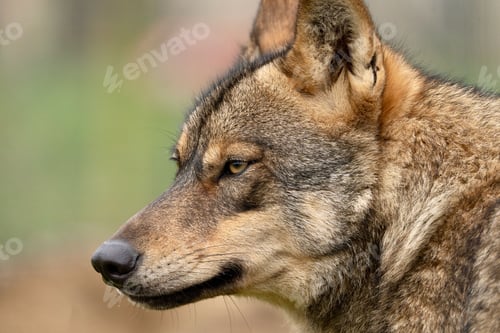 Preview: Wolf in its natural habitat