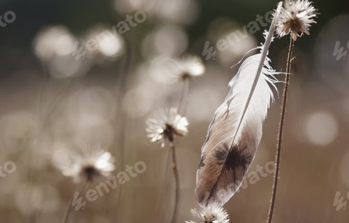 Preview: The feather and wilted dandelion among morning light