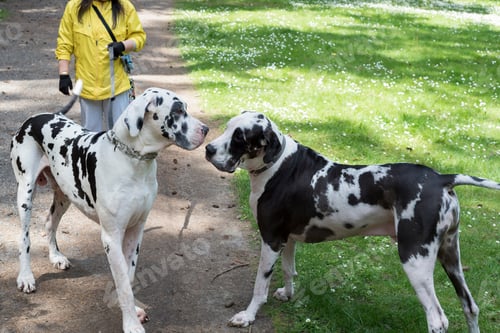 Preview: Dogs saying hi at park