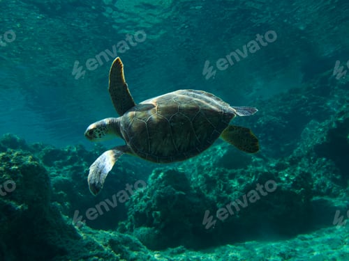 Preview: Green sea turtle from Cyprus