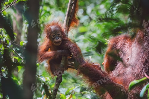 Preview: Orangutans