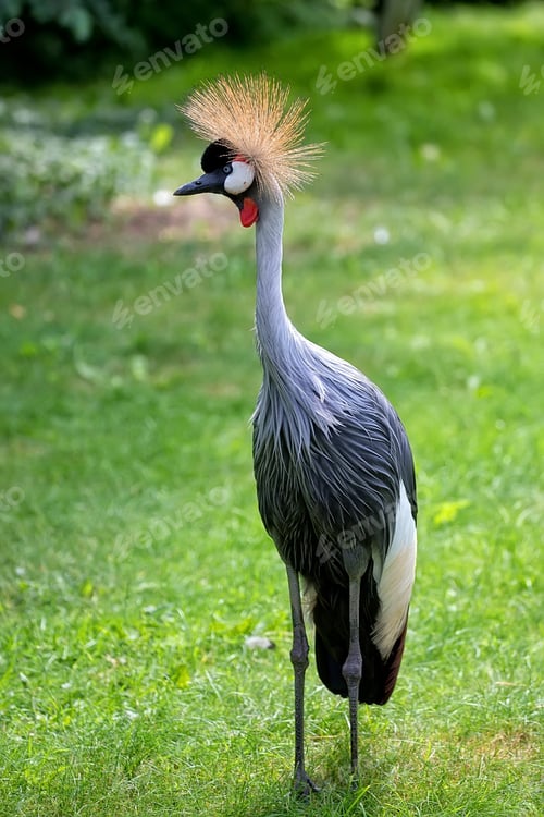 Preview: Grey Crowned Crane in the wild