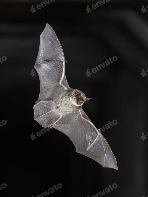 Preview: Whiskered Bat flying in Natural Environment
