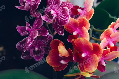 Preview: Orange Phalaenopsis Orchid Plant