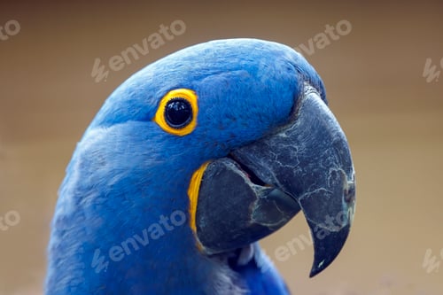 Preview: The hyacinth macaw (Anodorhynchus hyacinthinus), or hyacinthine macaw closeup photo.