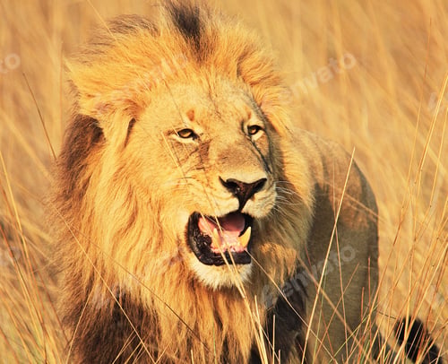 Preview: A Magical Botswana Wildlife pictures