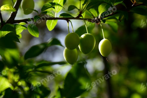 Preview: green plums on tree branch