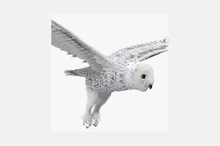 Preview: Snowy owl in flight with spread wings