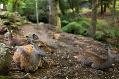 Preview: Young deer taking rest at the park