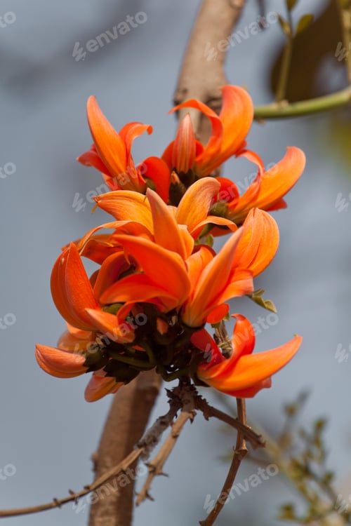 Preview: Polash flower in full bloom