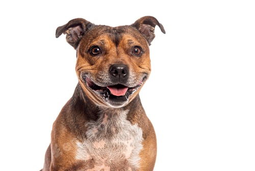 Preview: Head shot of an Happy staffordshire bull terrier smiling and panting on a white background