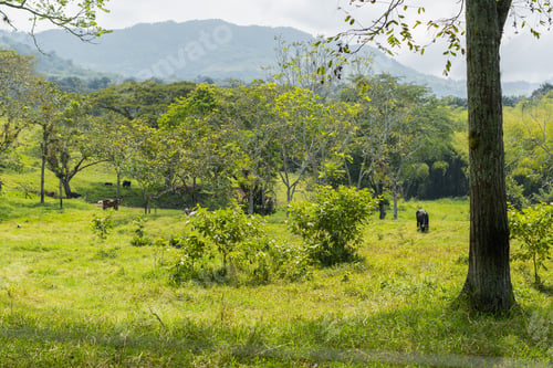 Preview: pasture with cows in a cattle ranch in the department of valle del cauca in colombia