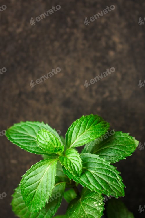 Preview: Mint, Fragrant Green Petals (Food Decoration) Menu Concept. Food Background. Copy Space. Top View