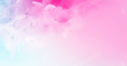 Preview: Sweet Color Hydrangeas In Soft And Blur Style For Background