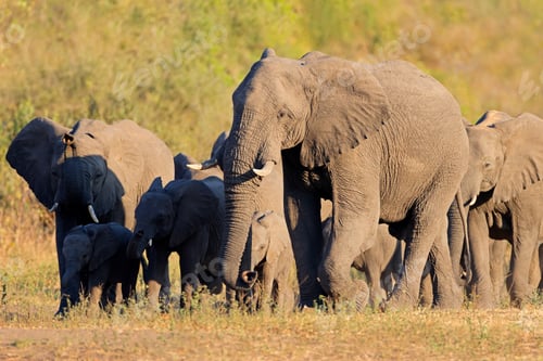 Preview: African elephant herd - Kruger National Park