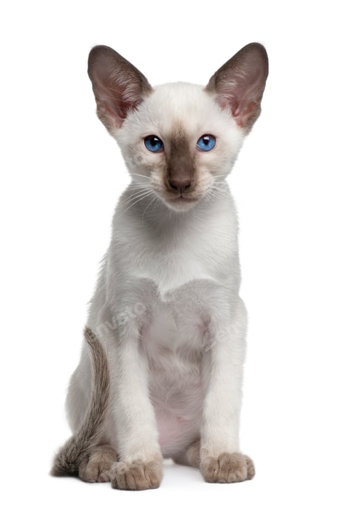 Preview: Siamese kitten, 10 weeks old, sitting in front of white background