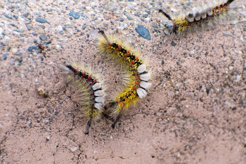 Preview: Close up of Western tussock moths