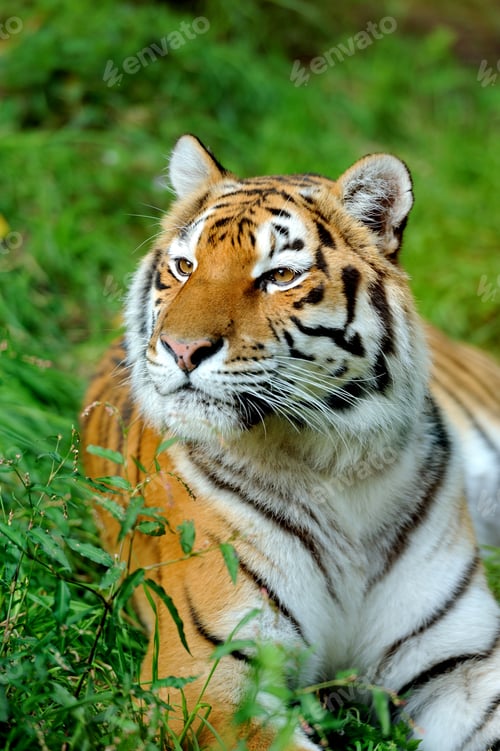 Preview: Tiger