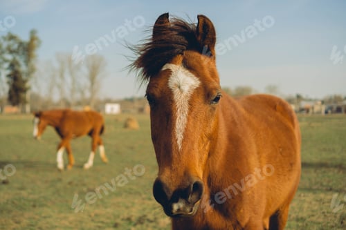Preview: brown horse staring at the camera, in a field full of horses