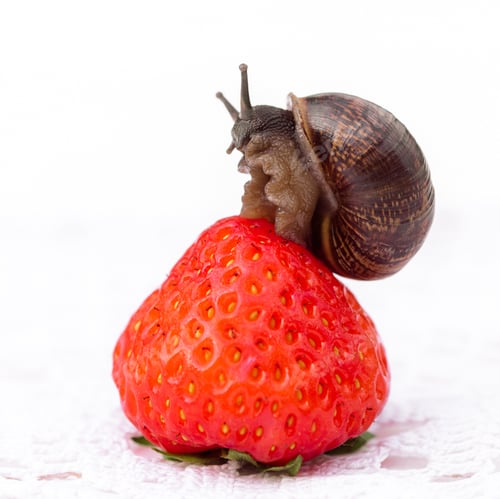 Preview: Summer day, strawberry and snail close-up, morning in the village, summer harvest, square