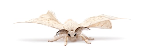 Preview: Domesticated Silkmoth, Bombyx mori, against white background