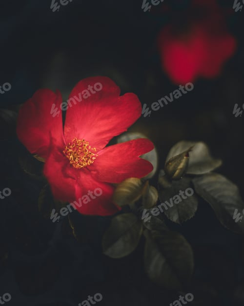 Preview: Selective focus shot of light rays falling on blooming red flowers