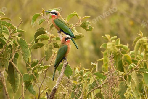 Preview: Two white-fronted bee-eaters perched on a branch with green foliage. Merops bullockoides.