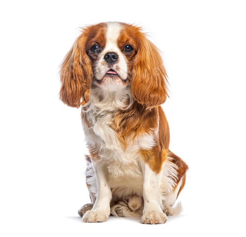 Preview: Cavalier king charles spaniel dog portrait sitting white background