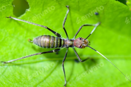Preview: Ant-mimic Cricket