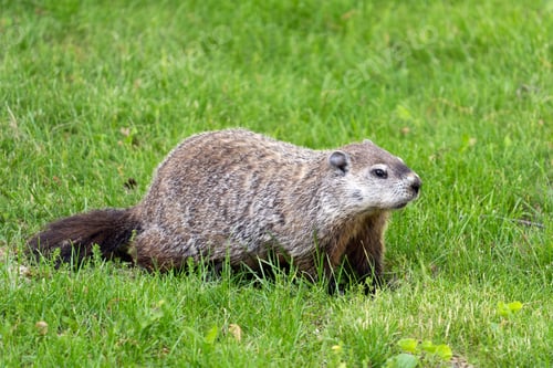 Preview: Beaver looking for food in the green grass