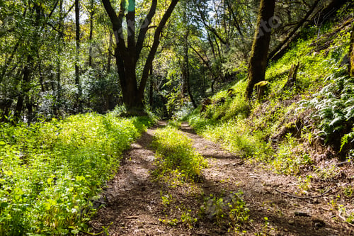 Preview: Walking trail through a lush forest