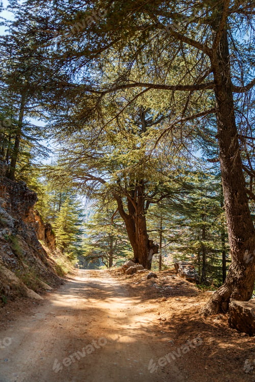 Preview: Mountainous road in cedars forest