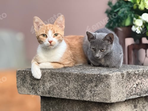 Preview: Two nice domestic cats