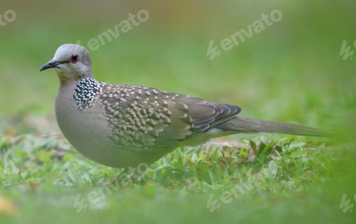 Preview: Spotted dove bird searching for food on the ground. Photograph through the grasses.