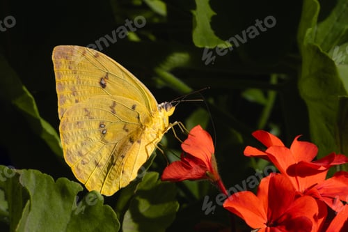 Preview: Yellow butterfly Phoebis philea on Pelargonium inquinans or red geranium