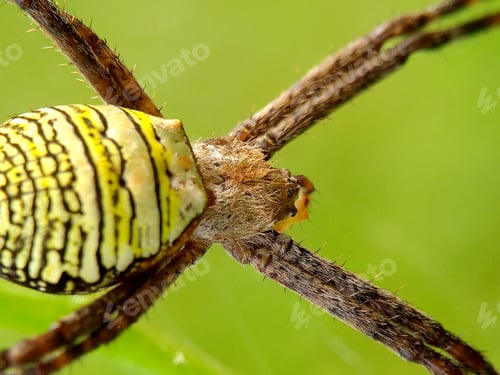 Preview: Wasp spider, nature background photo