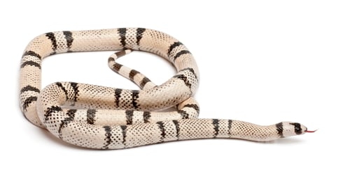 Preview: Ghost Honduran milk snake, Lampropeltis triangulum hondurensis, in front of white background