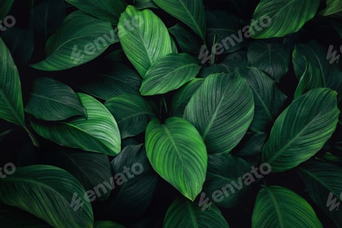 Preview: Close up tropical Green leaves texture and abstract background., Nature concept.