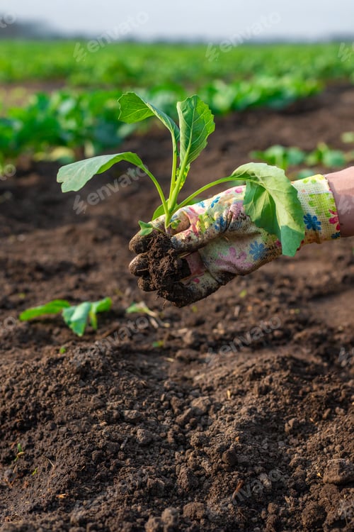 Preview: planting cabbage in the garden. Selective focus.