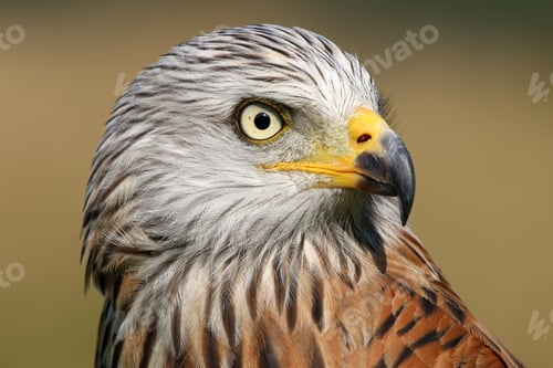 Preview: Red kite