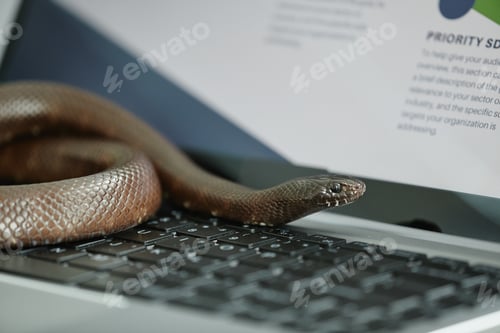 Preview: Close-up of rat snake creeping over laptop keyboard along screen with data
