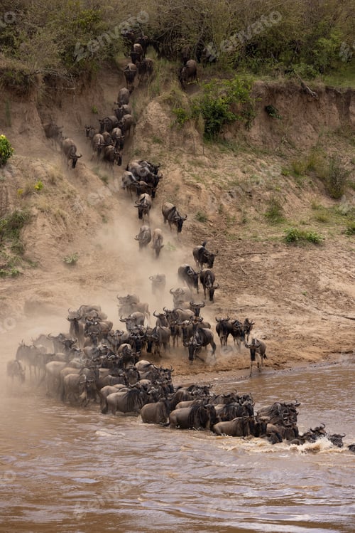 Preview: The Great Migration in Africa