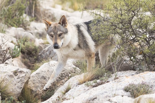 Preview: Cute adorable Czechoslovakian Wolfdog dog enjoying the weather in the park