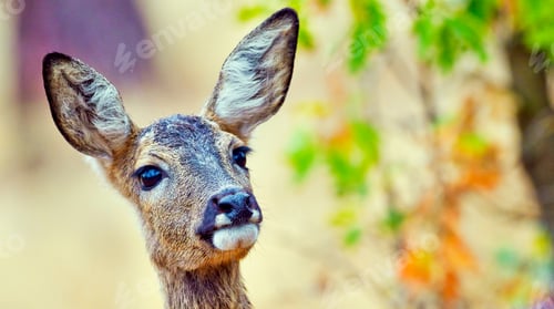 Preview: European Roe Deer, Mediterranean Forest, Spain