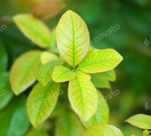 Preview: Spring leaf nature.