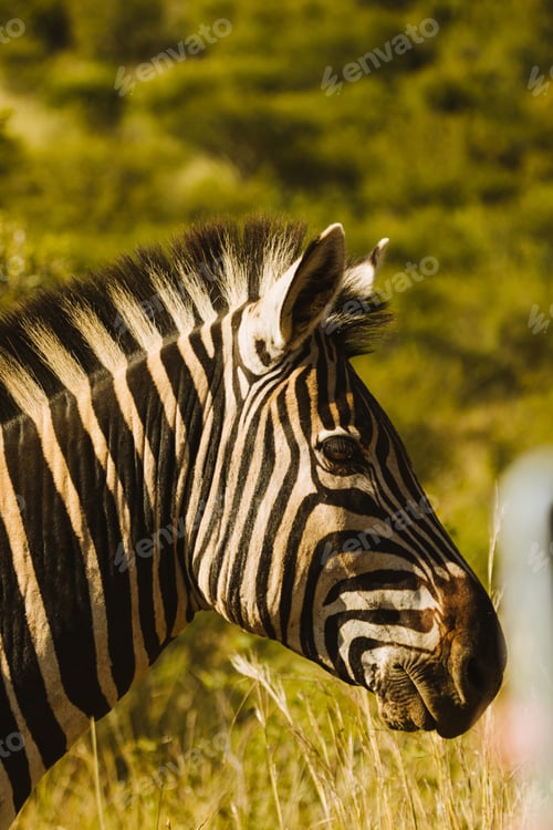 Preview: Zebra