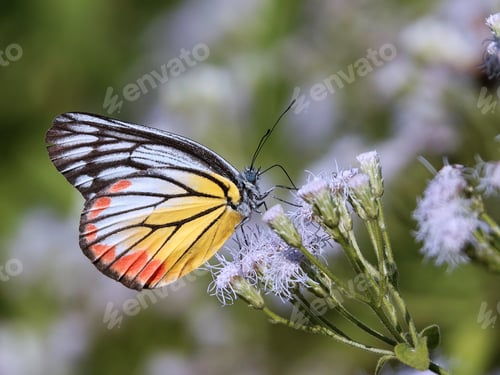 Preview: Beautiful butterfly with vibrant orange and black wings perched delicately on a blooming flower